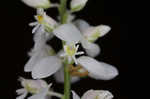 Whorled milkwort